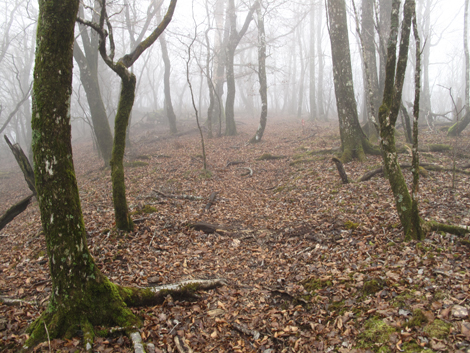 20181205hike (31)